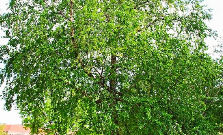 River Birch Tree - Stunning Bark and Foliage