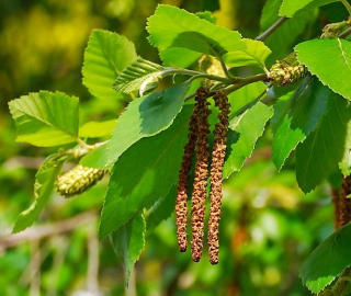 River Birch Tree Bark