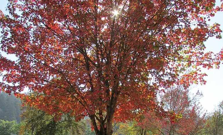 Rocky Mountain Maple Tree - Native Plant