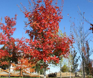 Rocky Mountain Maple Tree - Planting