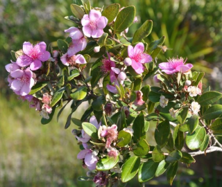 Rose Myrtle Tree Environmental Benefits
