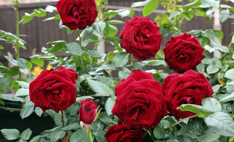 Rose (Rosa) Tree - Beauty and Fragrance