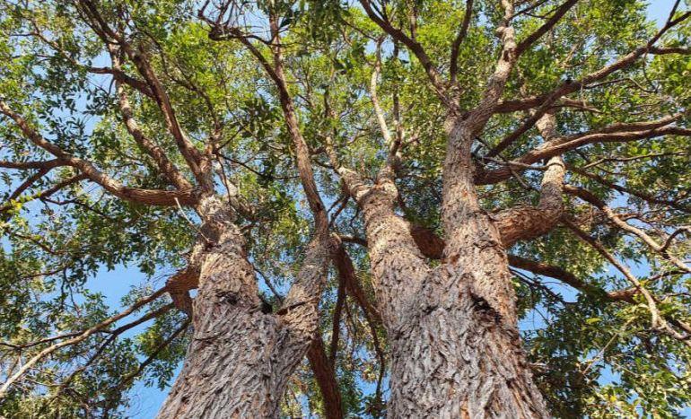 Rough Barked Apple Tree - Unique Variety