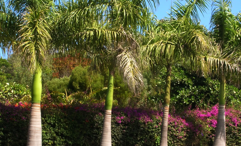 Royal Palm Tree - Tropical Elegance