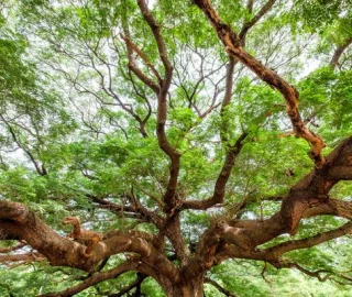 Aadusa Tree Plantation