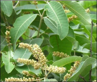 Aadusa Tree Leaves - Medicinal Properties