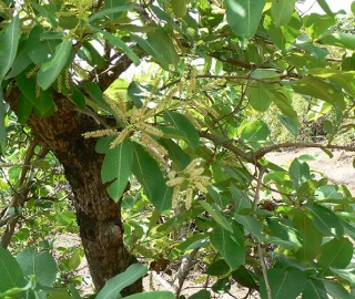 Aadusa Tree Plantation