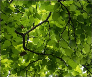 Aadusa Tree Leaves - Medicinal Properties