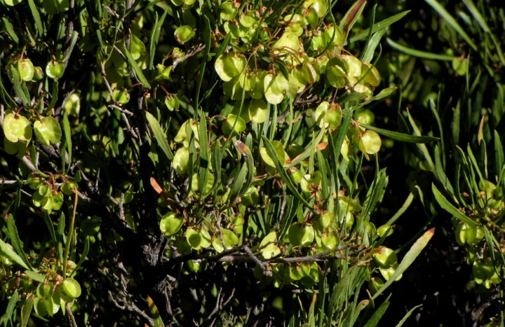 Aadusa Tree - Medicinal Plant