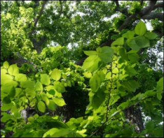 Aadusa Tree Leaves - Medicinal Properties