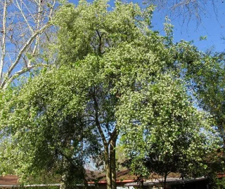 Aadusa Tree in Ayurvedic Medicine