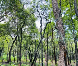 Aadusa Tree Environmental Benefits