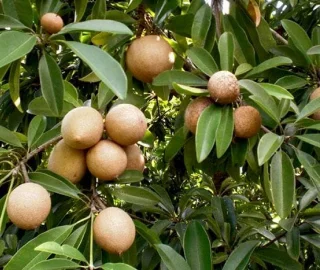 Aadusa Tree Environmental Benefits