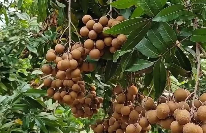 Aadusa Tree - Medicinal Plant