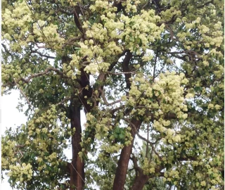 Aadusa Tree Environmental Benefits