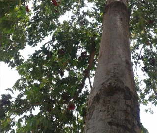 Aadusa Tree Environmental Benefits