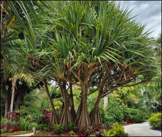 Aadusa Tree - Medicinal Plant