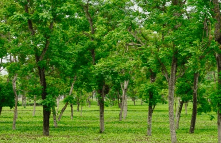 Aadusa Tree - Medicinal Plant