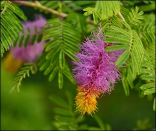 Aadusa Tree Leaves - Medicinal Properties