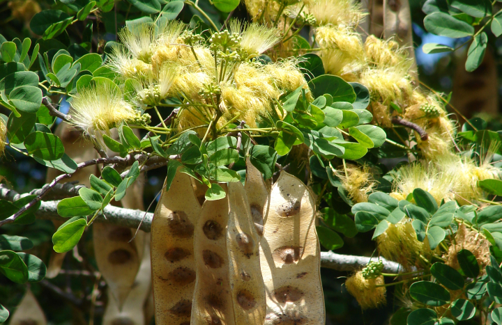 Aadusa Tree - Medicinal Plant