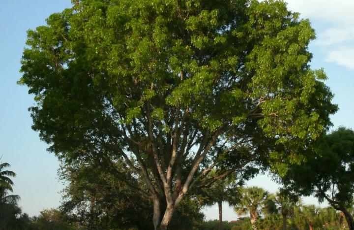 Aadusa Tree - Medicinal Plant