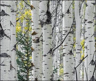 Aadusa Tree Leaves - Medicinal Properties