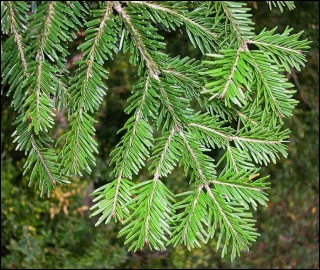 Aadusa Tree Leaves - Medicinal Properties