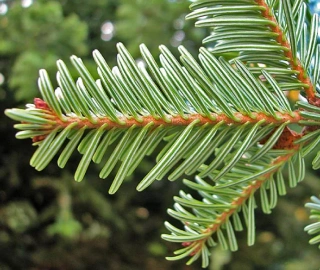 Aadusa Tree Plantation