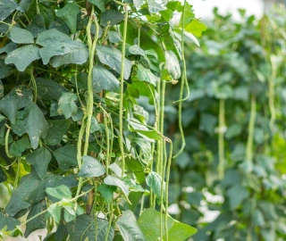 Aadusa Tree Plantation