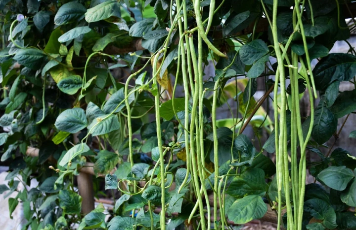 Aadusa Tree - Medicinal Plant