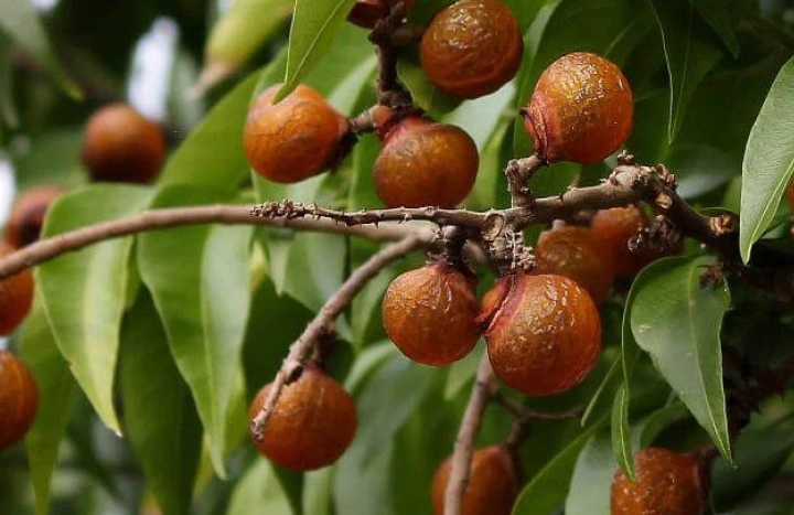 Aadusa Tree - Medicinal Plant