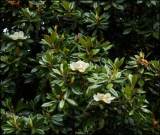 Aadusa Tree in Ayurvedic Medicine