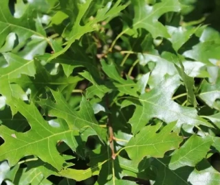 Wine Palm Tree - Majestic Beauty