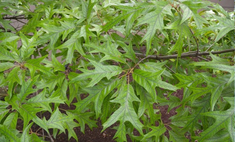 Wine Palm Tree - Nature's Tropical Treasure