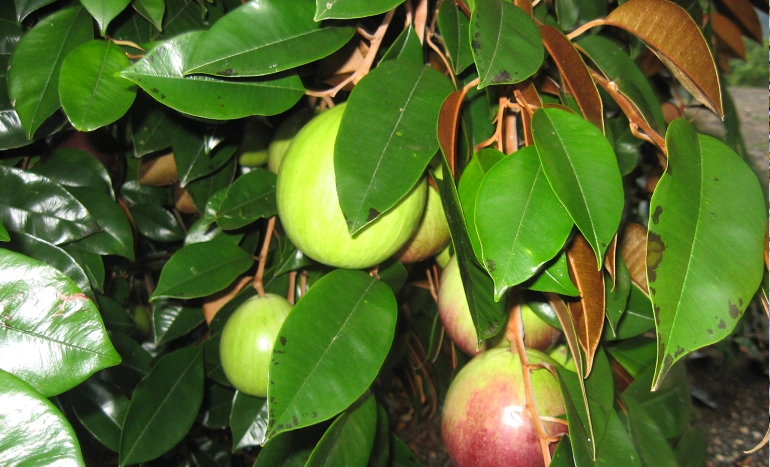 Wine Palm Tree - Nature's Tropical Treasure
