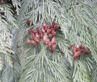 Stinking Cedar Tree Foliage