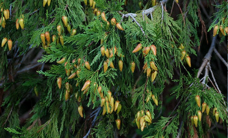 Stinking Cedar Tree - Unique and Valuable