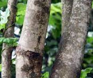 Stinking Mahogany Tree - Traditional Uses