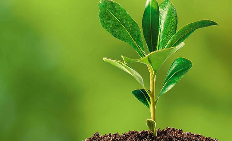 Studioseeds Tree - Eco-Friendly and Sustainable Marvel