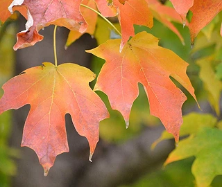 Sugar Maple Tree - Stunning Fall Foliage