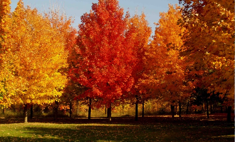 Sugar Maple Tree - Nature's Sweetest Gem