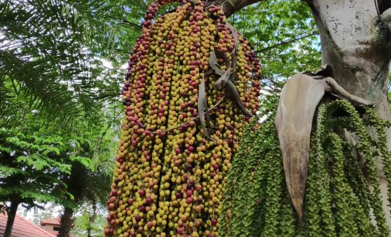 Supari Tree - Cultural and Ecological Significance