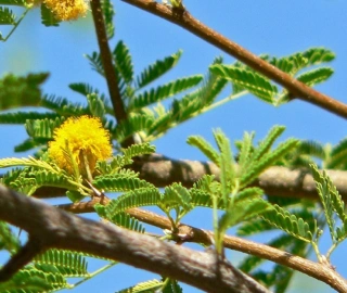 Sweet Acacia Tree Flowers