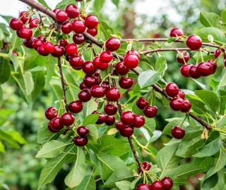Sweet Cherry Harvesting