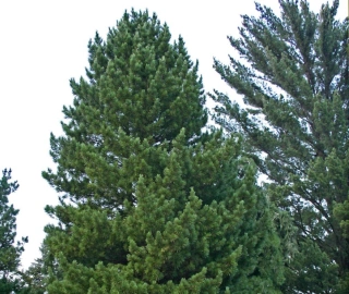 Swiss Pine Timber Harvesting