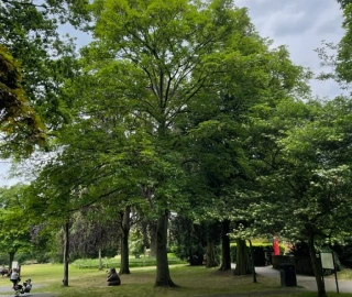 Sycamore Tree in Landscape
