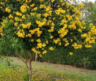 Yellow Elder Tree in Traditional Medicine