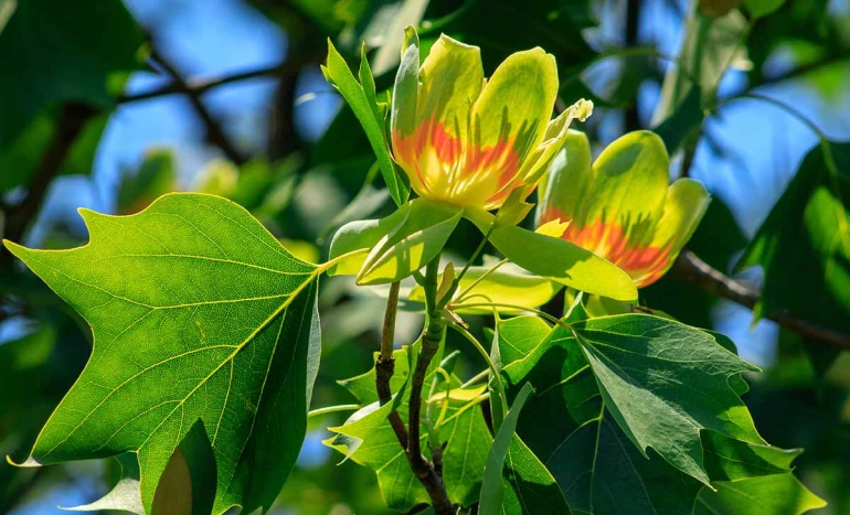 Yellow Poplar Tree - Majestic Hardwood