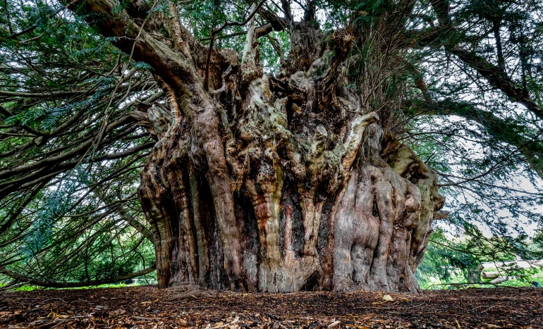 Yew Tree - Nature's Timeless Guardian