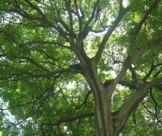 Yunnan Hackberry Tree - Resilient Species